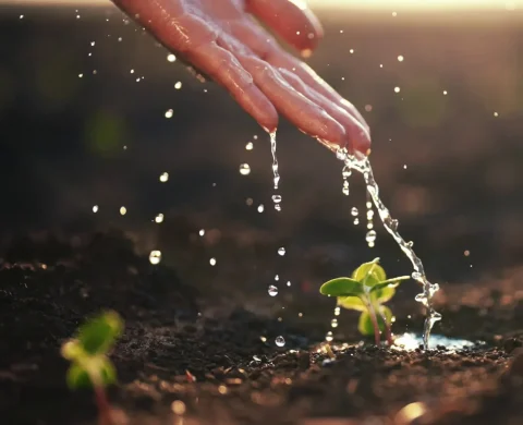 close-up-view-of-hand-of-farmer-watering-sprout-on-agricultural-field-at-sunset-concep-SBI-351565052-min_3_11zon-scaled